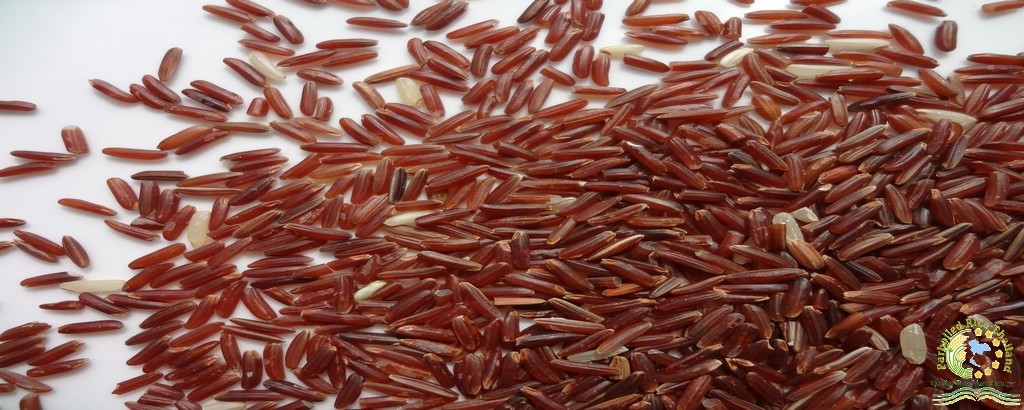 Parboiled Rice Thai Red Cargo Rice – Thai Fragrant Rice